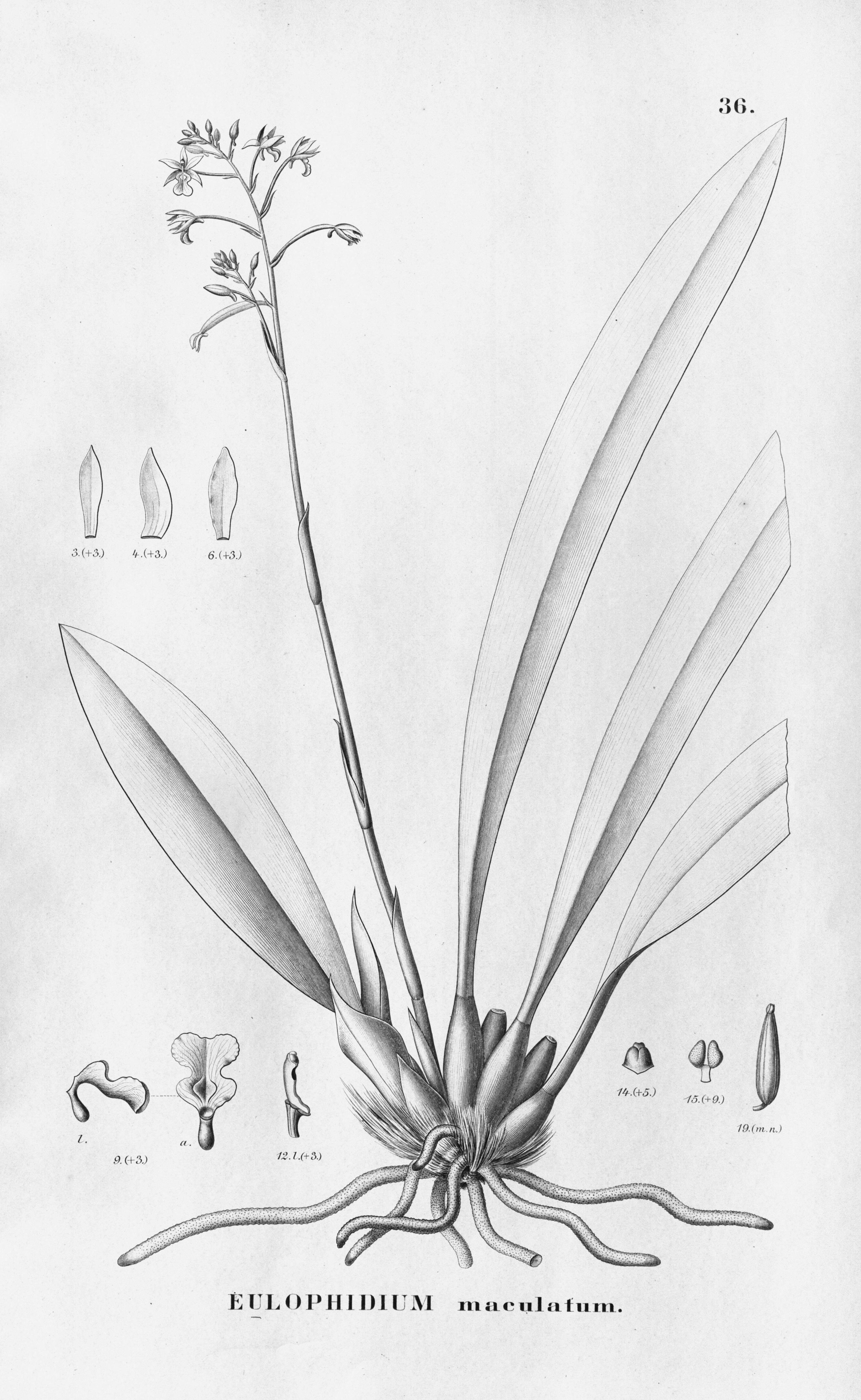 Image of Monk orchid