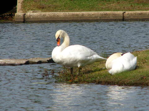 Image of Mute Swan