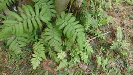 Imagem de Pteris biaurita L.