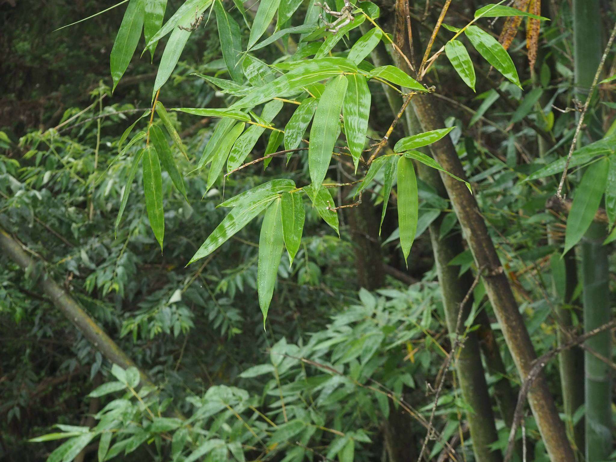 Image of wideleaf bamboo