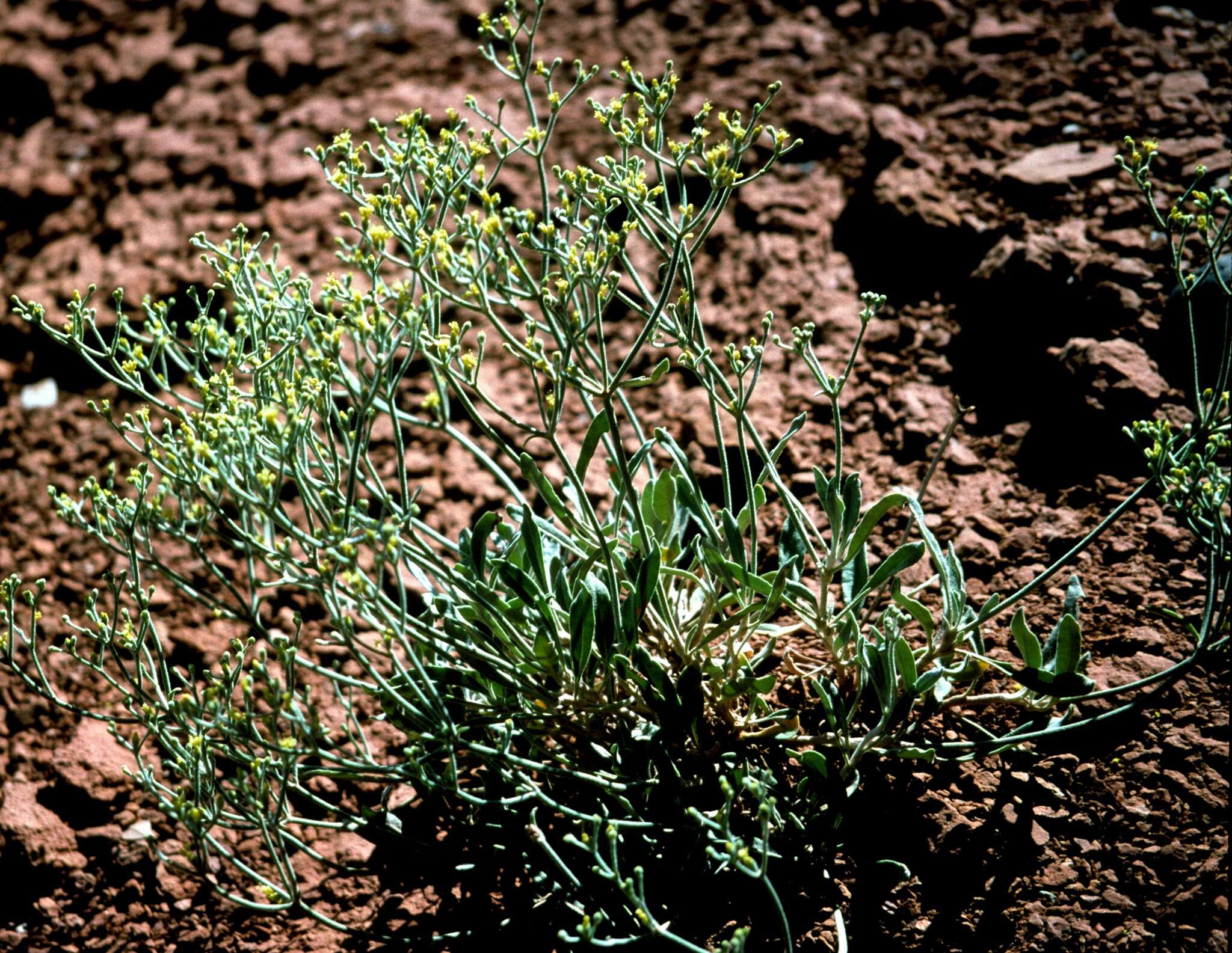 Plancia ëd Eriogonum brevicaule Nutt.