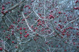 Image of Common Hawthorn