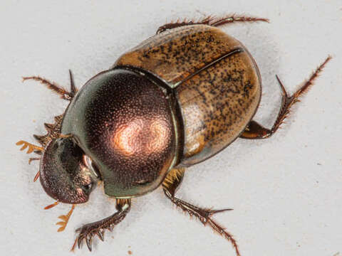 Imagem de Euonthophagus flavimargo (Orbigny 1902)