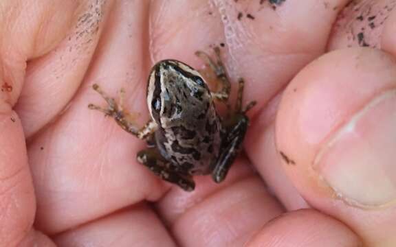 Image of Lowland Burrowing Treefrog