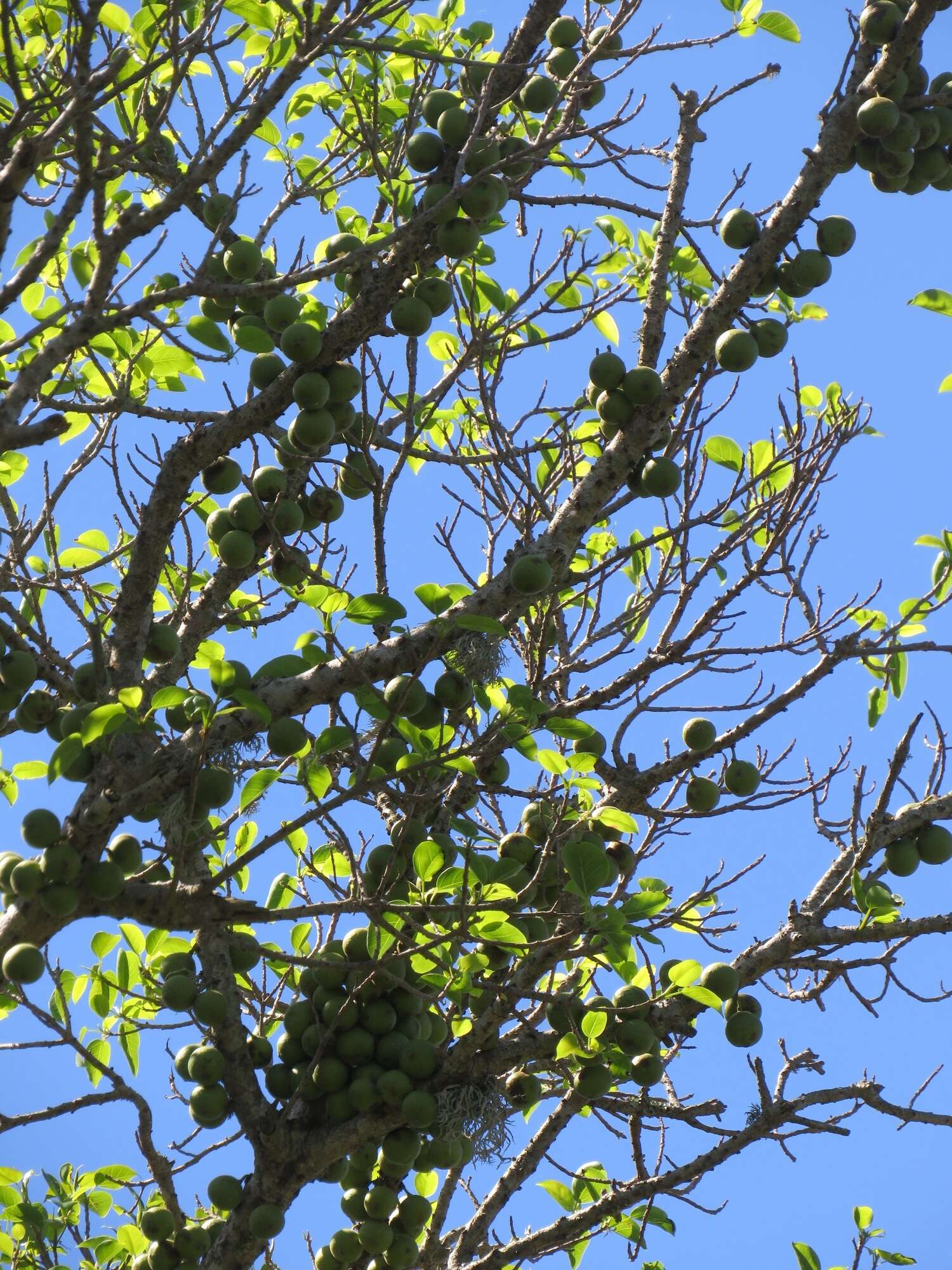 Ficus polita subsp. polita的圖片