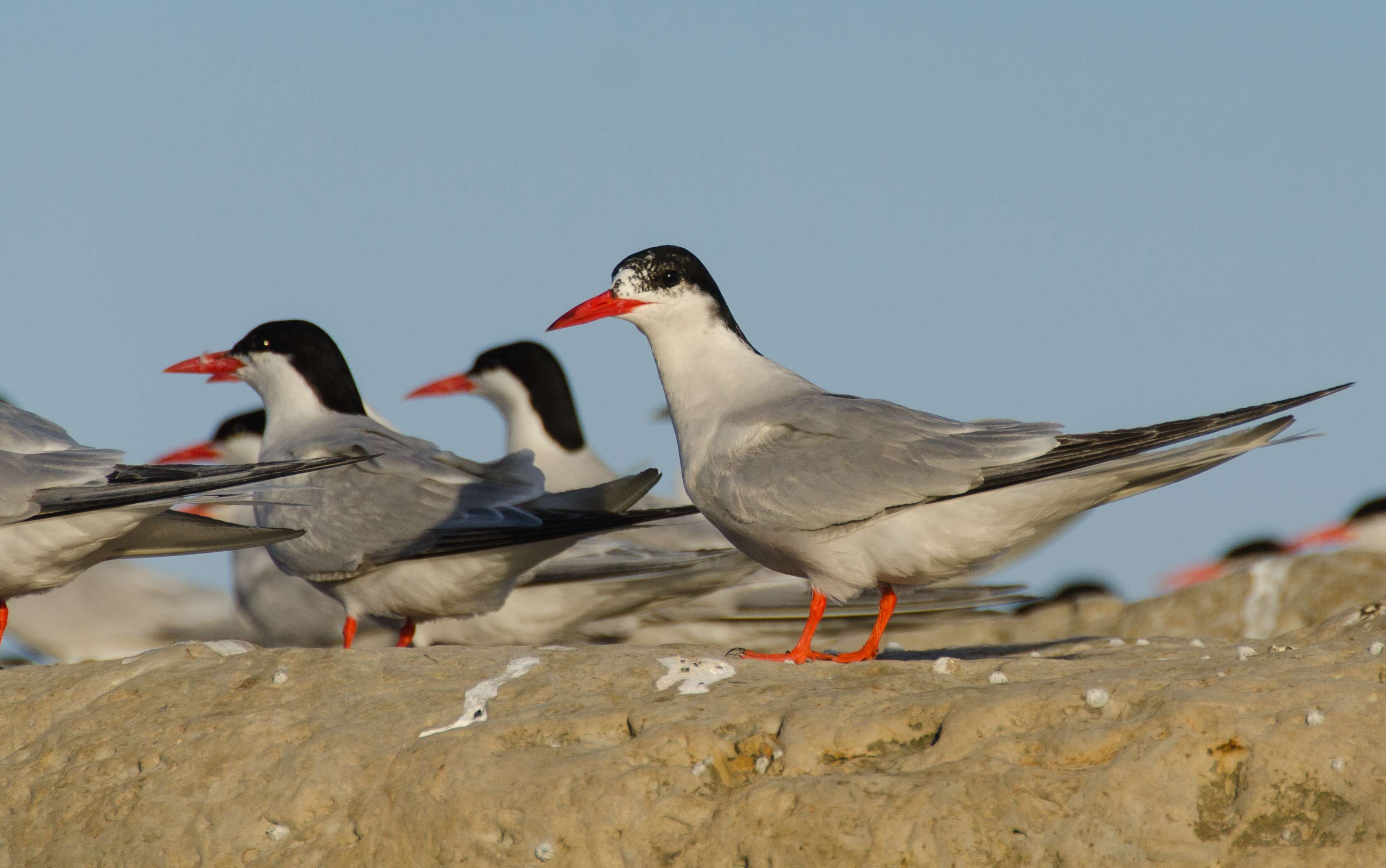 Image of South American Tern