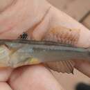 Image of Adonis shrimpgoby