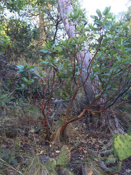 Image of Texas madrone