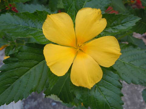 Imagem de Turnera ulmifolia L.