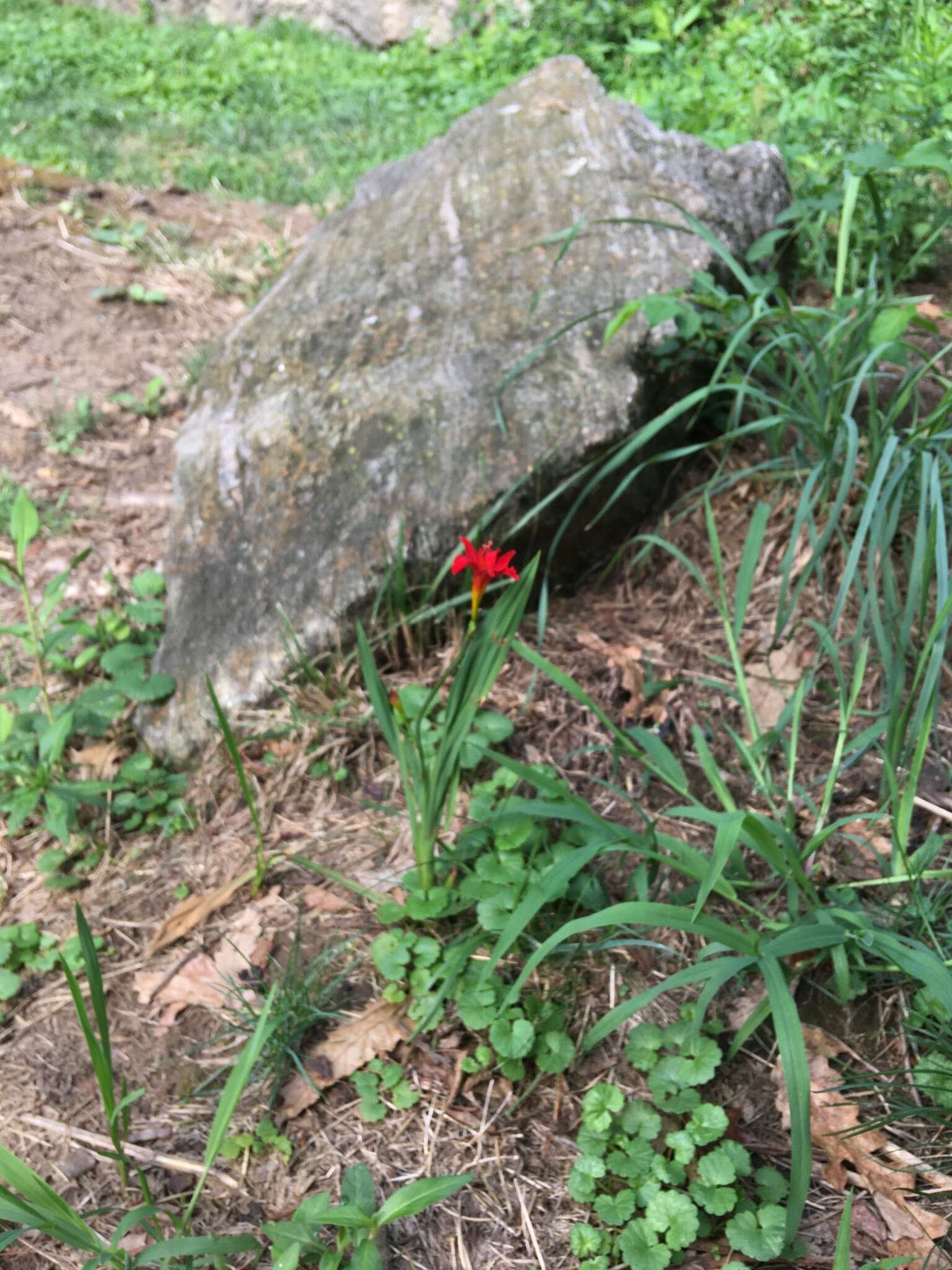 Image of Crocosmia Planch.