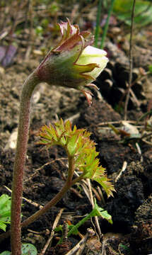 Imagem de Anemone coronaria L.