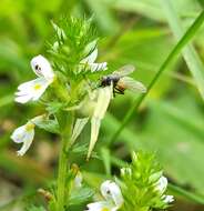 Image of Euphrasia pectinata Ten.