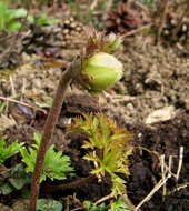 Imagem de Anemone coronaria L.