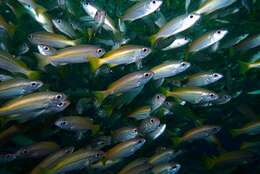 Image of Bigeye snapper