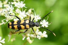 Image of Leptura quadrifasciata Linné 1758