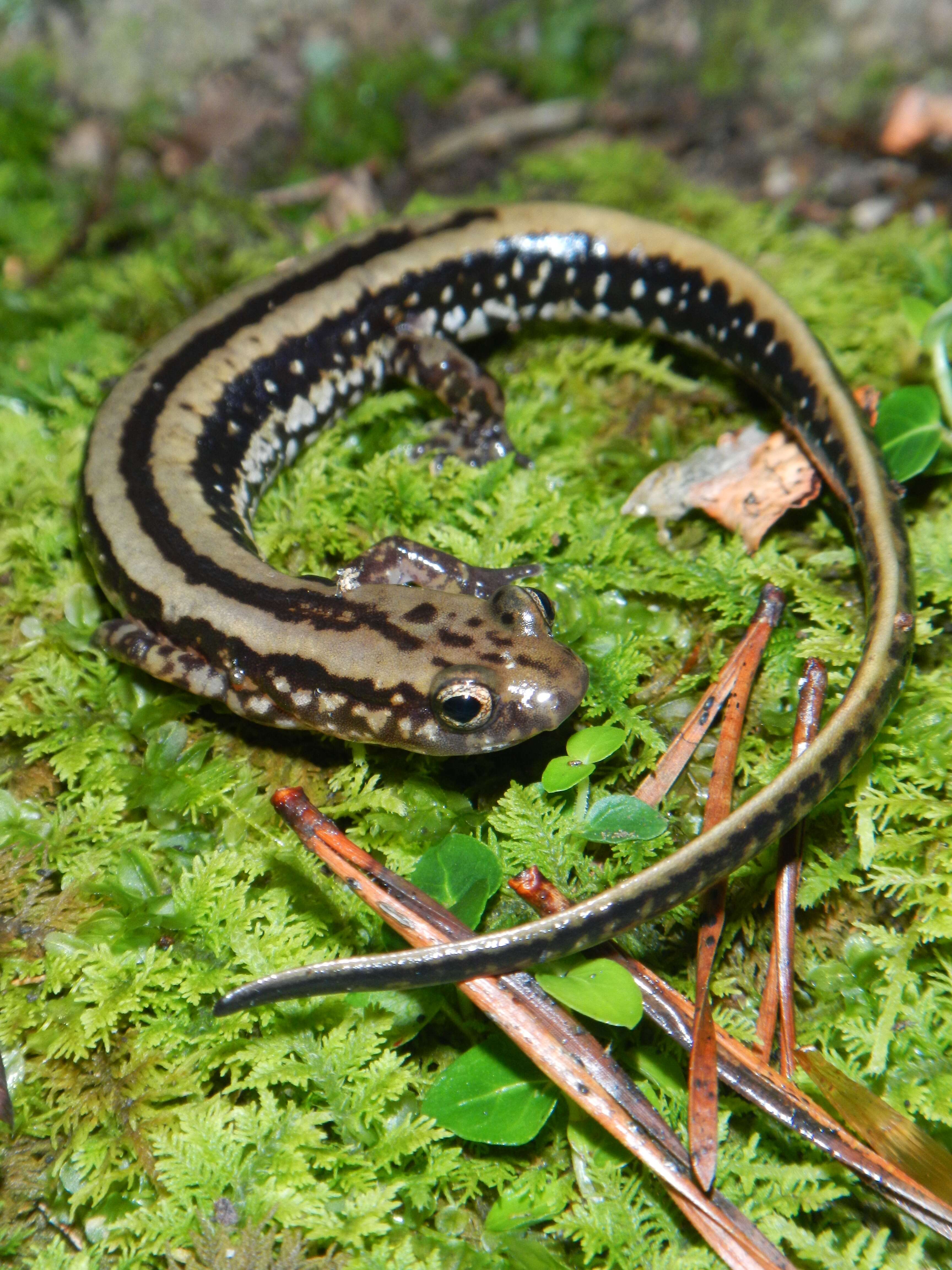 Image of Three-lined Salamander