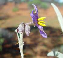 Image of Solanum austropiceum A. R. Bean