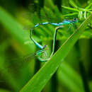 Coenagrion resolutum (Selys 1876) resmi