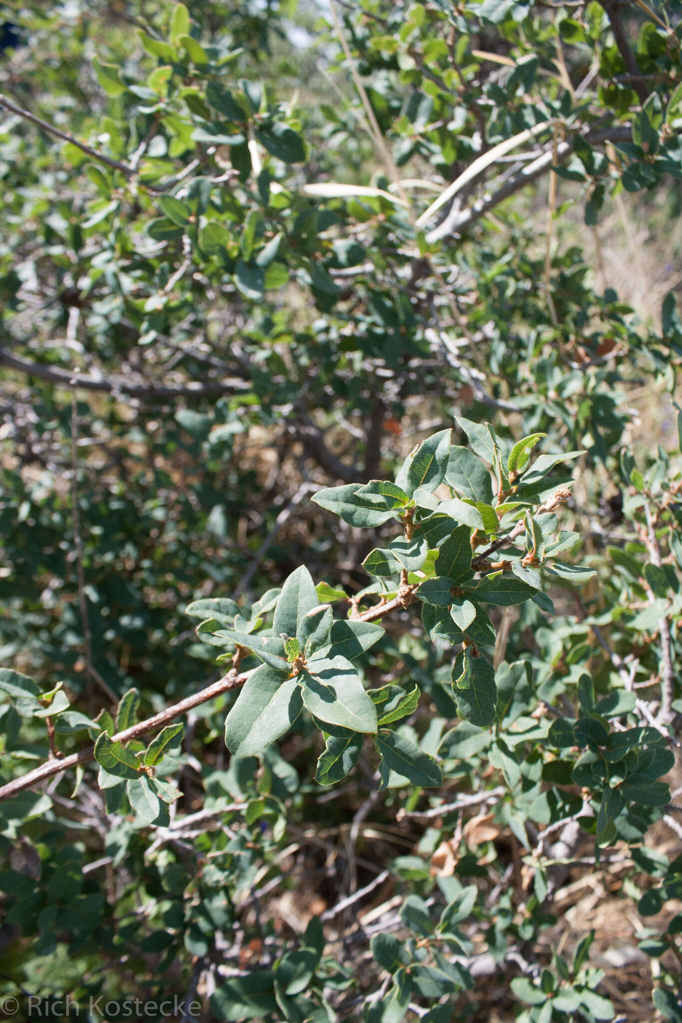 Image of Davis Mountain oak