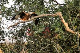 Image of Red Kite