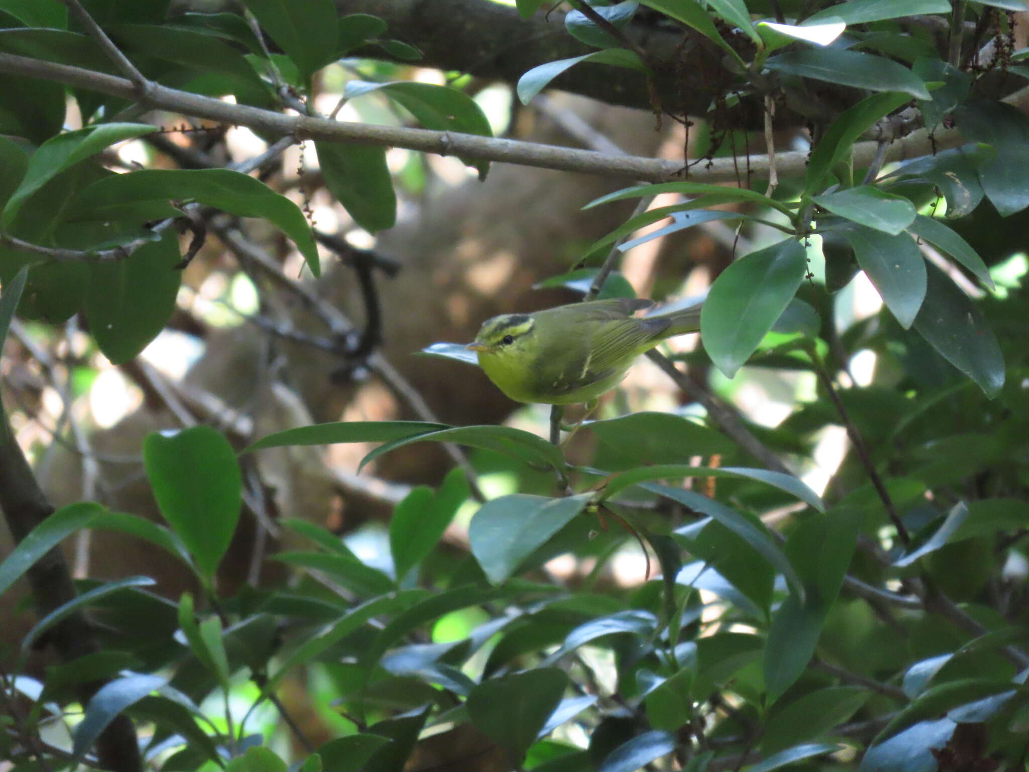 Imagem de Phylloscopus ricketti (Slater 1897)