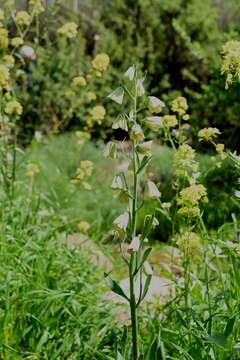 Plancia ëd Fritillaria persica L.