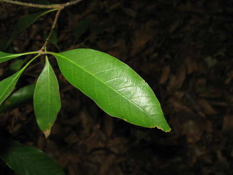 Image de Quercus acuta Thunb.