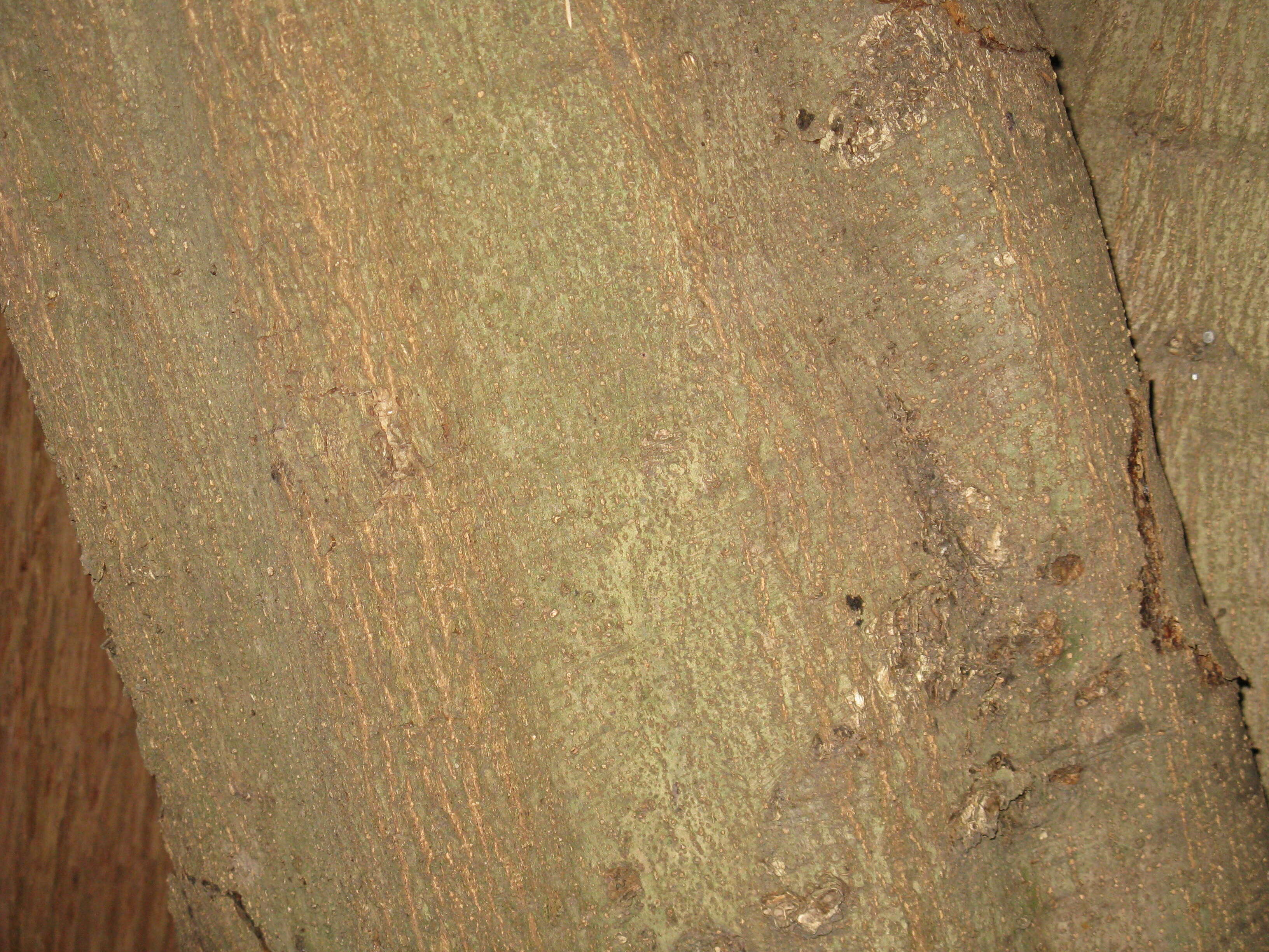 Слика од Quercus acuta Thunb.