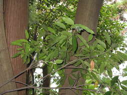 Image de Quercus acuta Thunb.