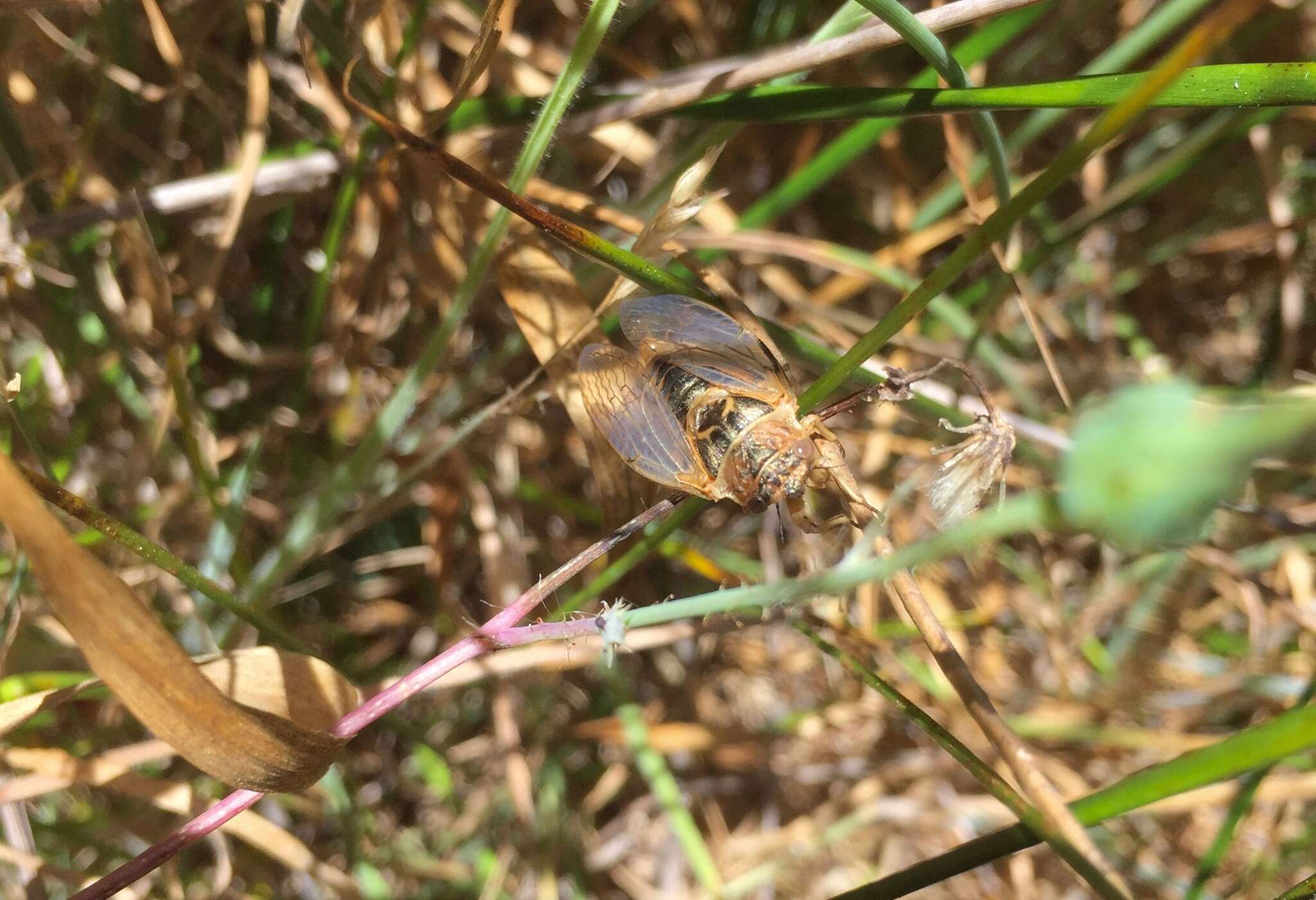 Image of Okanagana triangulata Davis & W. T. 1915