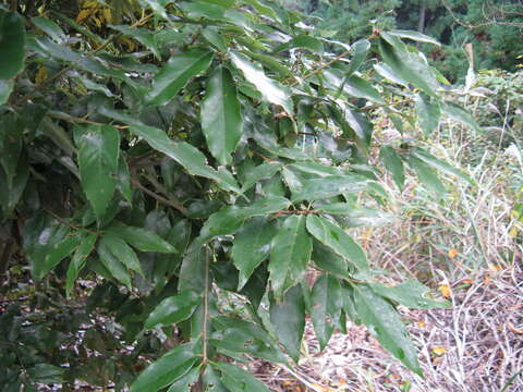 Image of Quercus salicina Blume