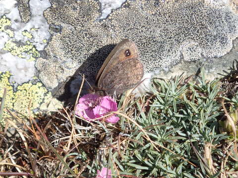 Image of Black Ringlet