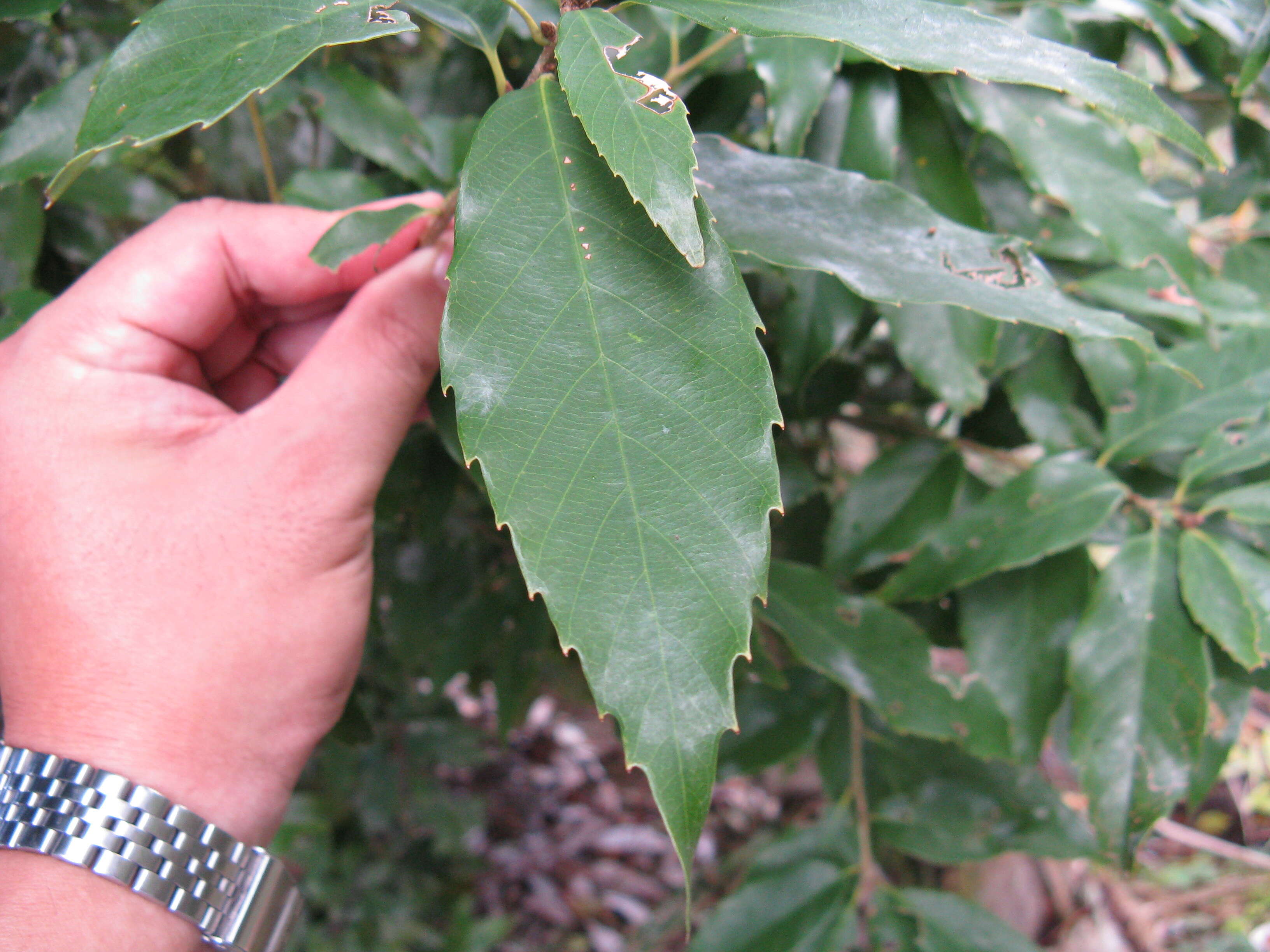 Image of Quercus salicina Blume