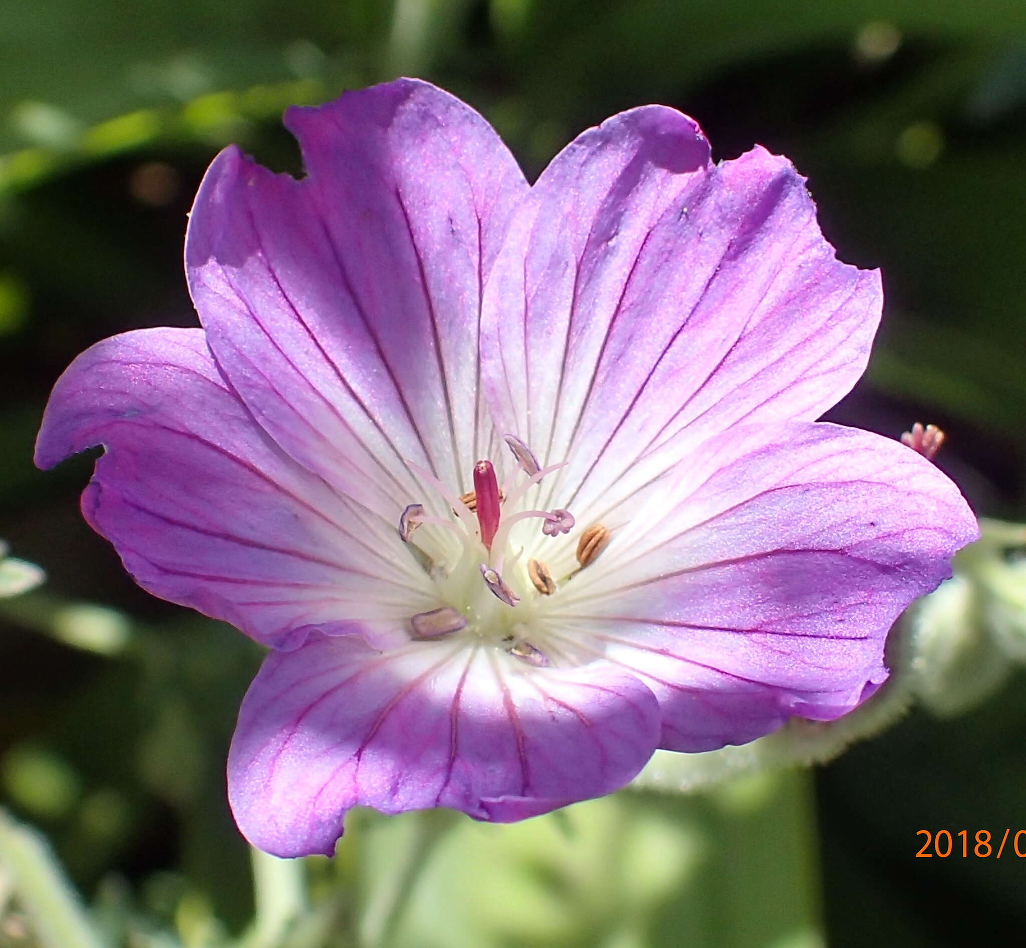 Image of Geranium multisectum N. E. Br.