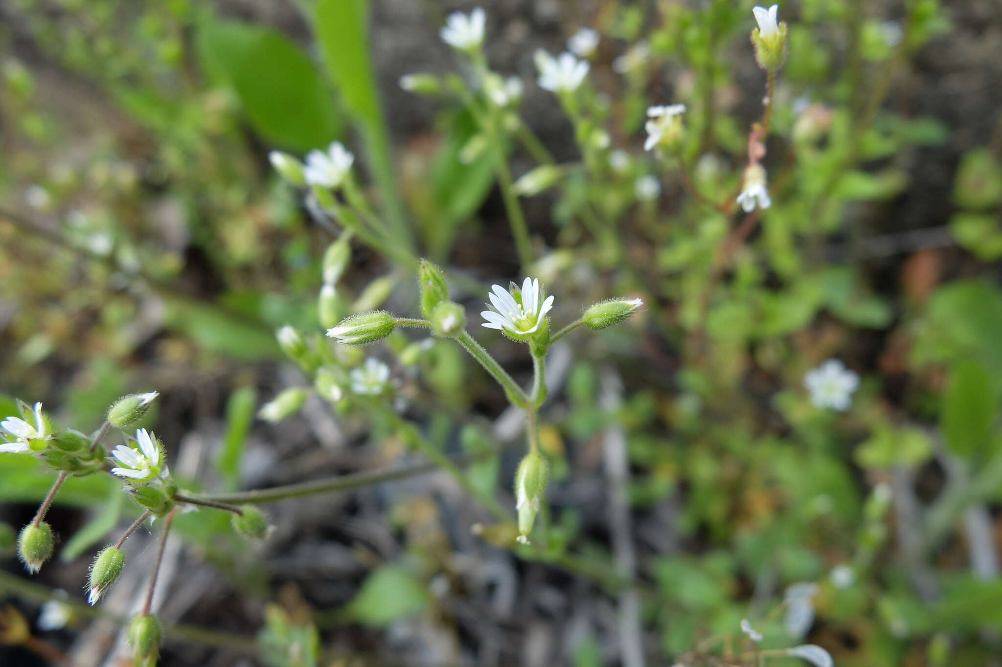 Image of Cerastium glutinosum Fries