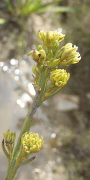 Image of Thesium umbelliferum A. W. Hill