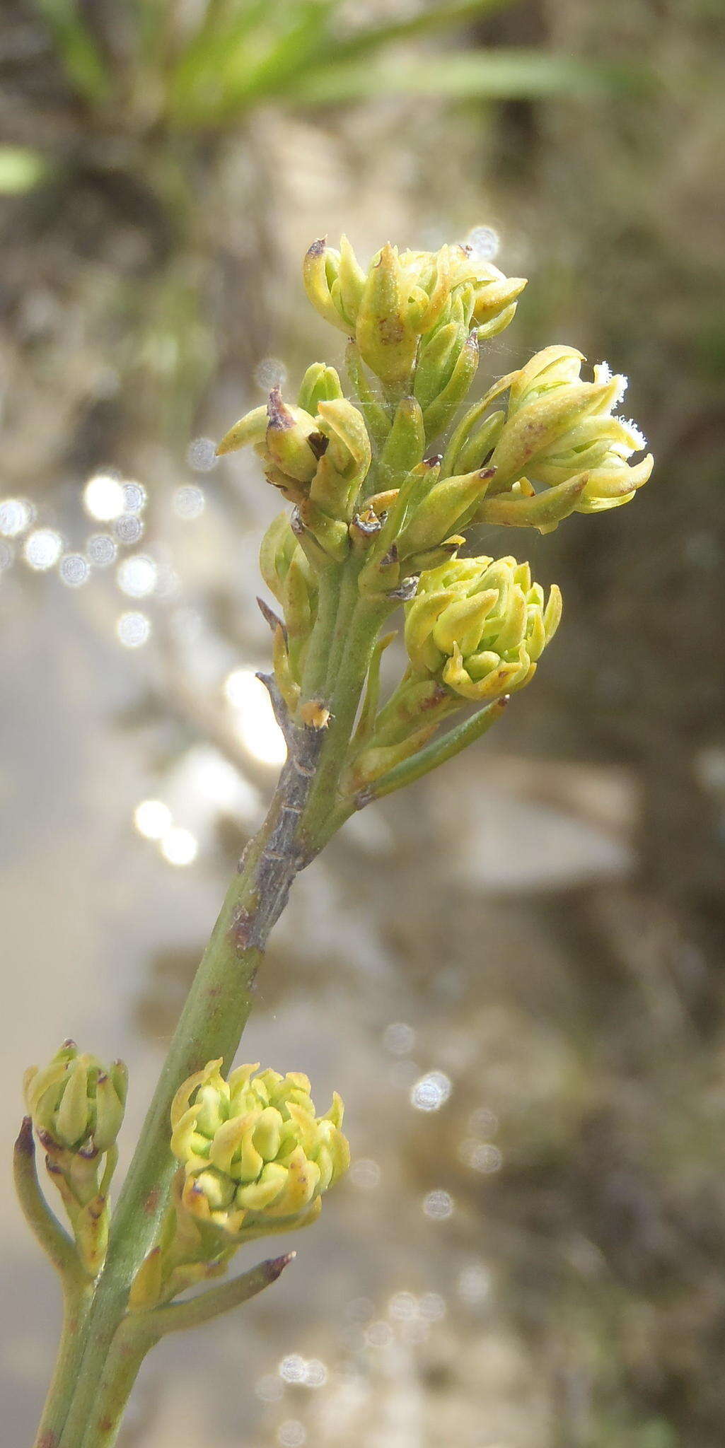 Image of Thesium umbelliferum A. W. Hill