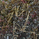 Image of Gravel Fescue