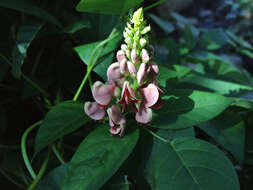 Image of groundnut