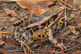 Image of pickerel frog