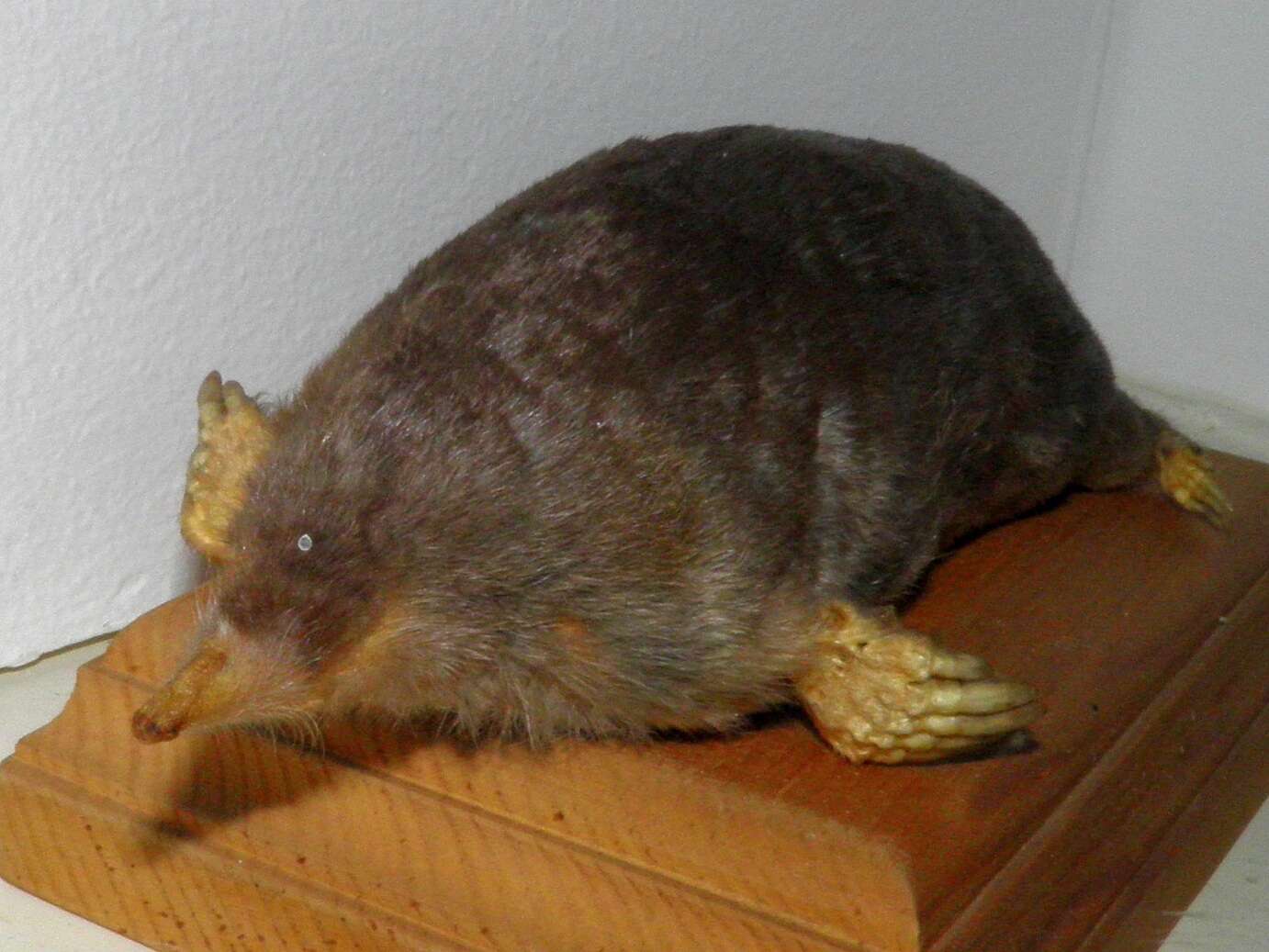 Image of Japanese Mole