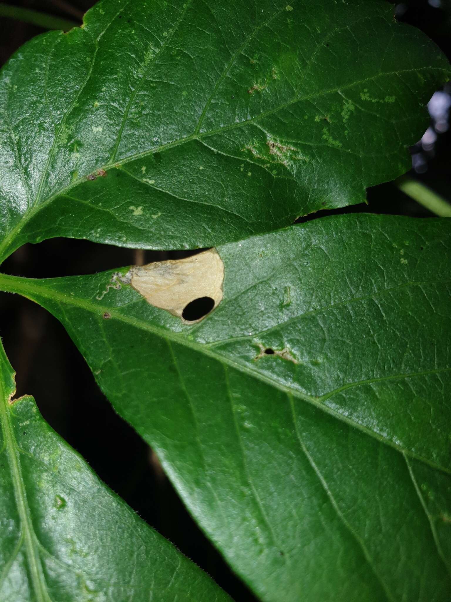 Image of Aspilanta ampelopsifoliella (Chambers 1874) Nieukerken & Eiseman 2020