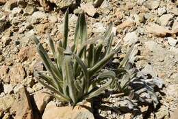 Echium auberianum Webb & Berth. resmi