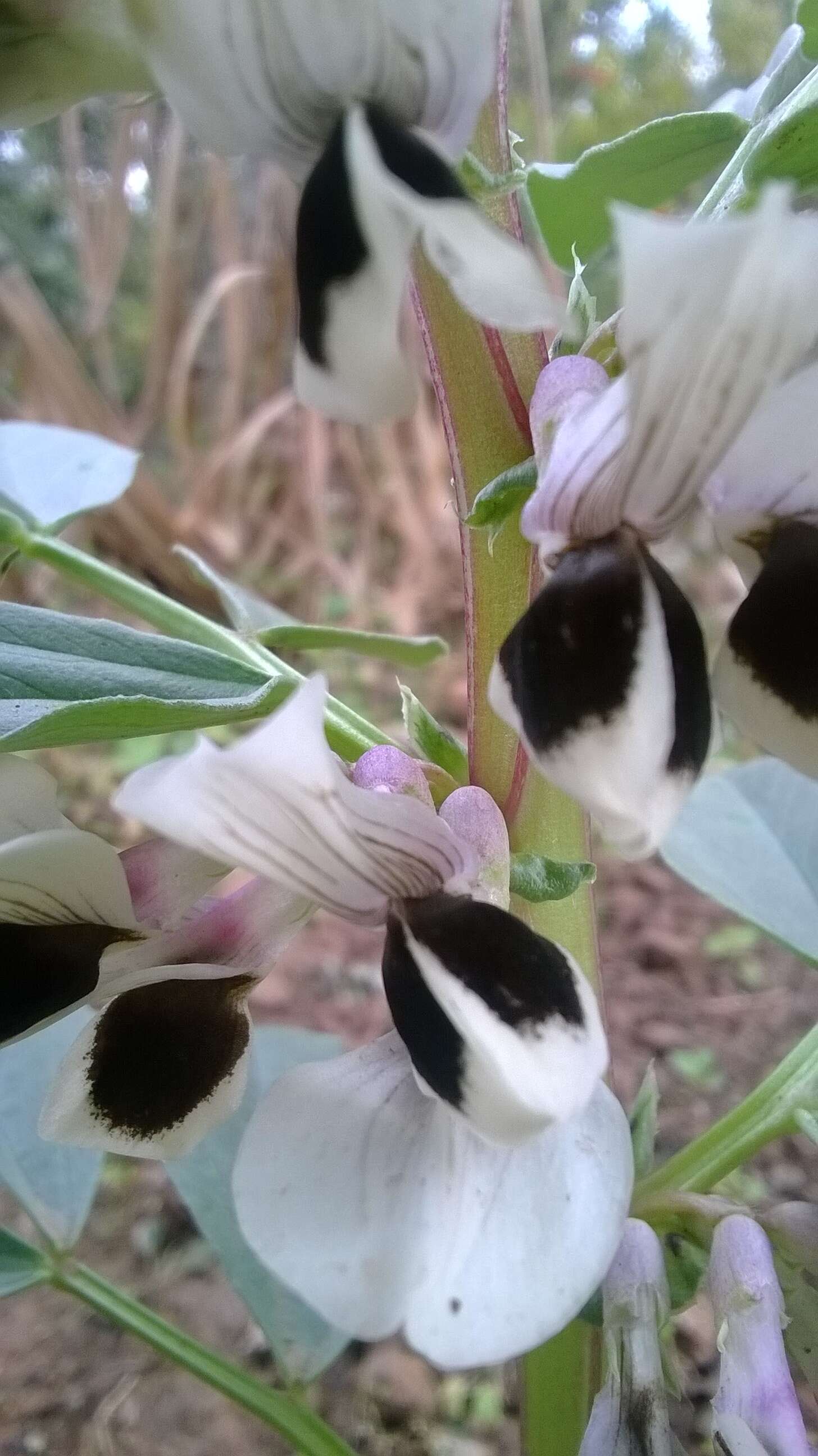 Image of Broad Bean