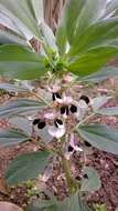 Image of Broad Bean