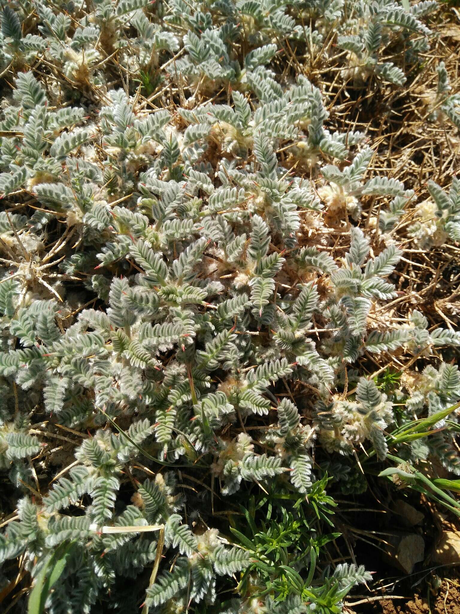 Imagem de Astragalus cruentiflorus Boiss.
