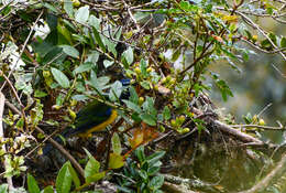 Image of Black-chested Mountain Tanager