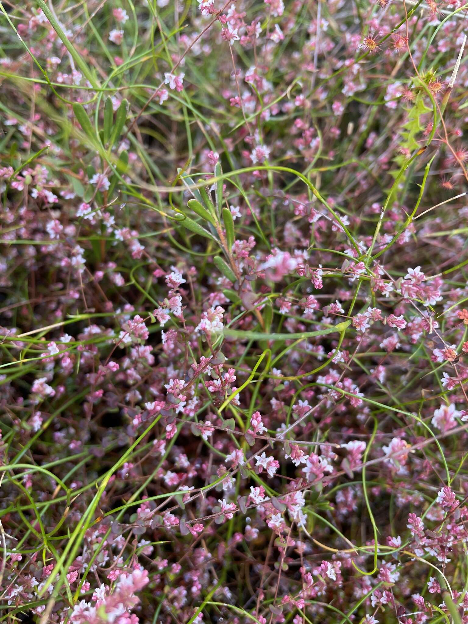 Image of Leucopogon alternifolius R. Br.