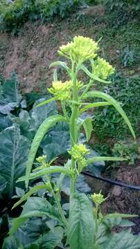 Image of Chinese mustard