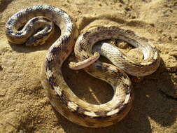 Image of Sind Longnose Sand Snake